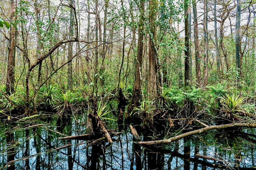 Southwest Florida greenery.